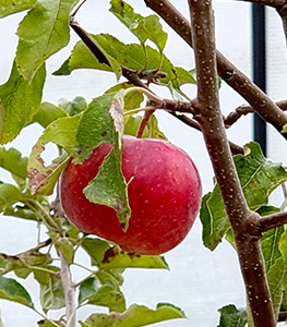 arbre-fruitier