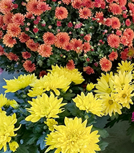 chrysantemes