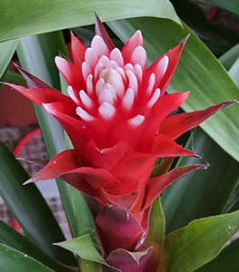 bromellia