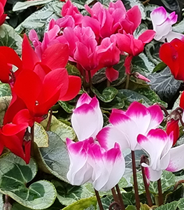 cyclamens-varies