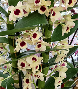 orchidee-2