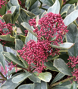 skimmia-du-japon