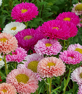 Asters