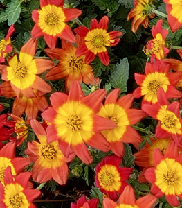 Bidens