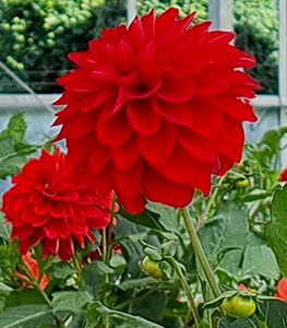 Dahlias