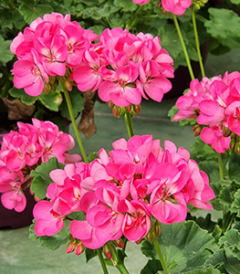 Geraniums
