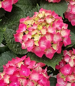 Hortensias