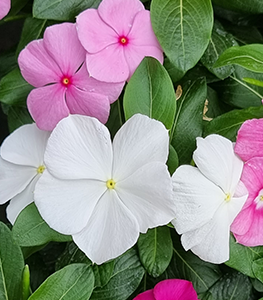 Impatiens