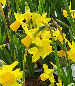 Jonquilles