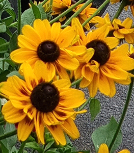 Rudbeckias
