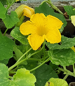 courgette