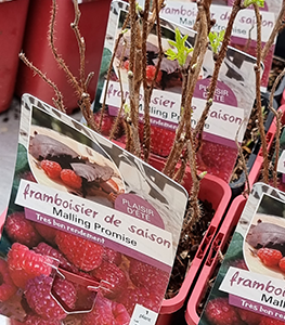 framboisiers