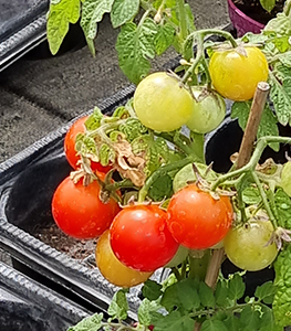 tomates-cerises