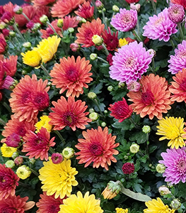 chrysantheme-1