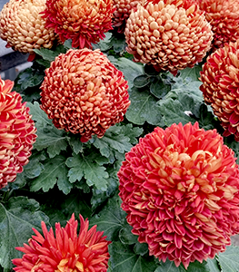 chrysanthemes-pompon