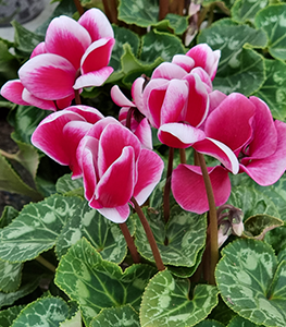 cyclamen