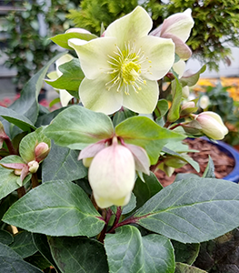 hellebore